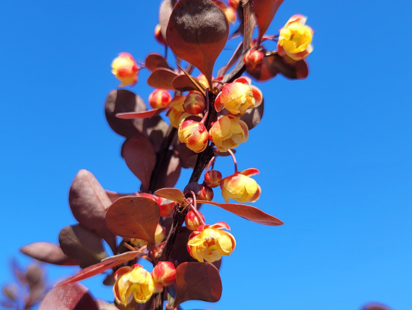 Blüte Blut-Berberitze
